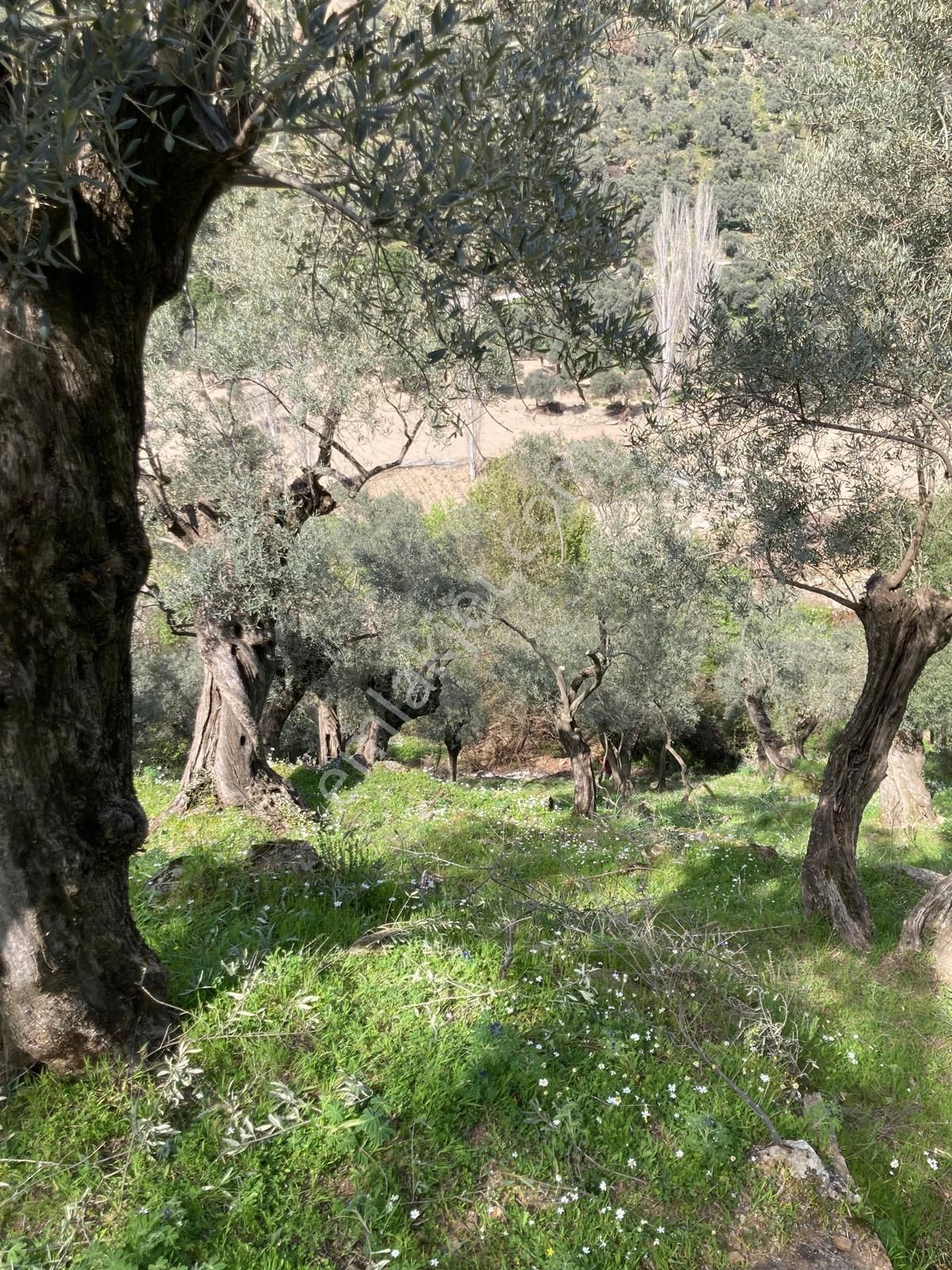 Bu Fırsat Kaçmaz Söke Kaygıllı Köyü Satılık Zeytinlik - Görsel 5