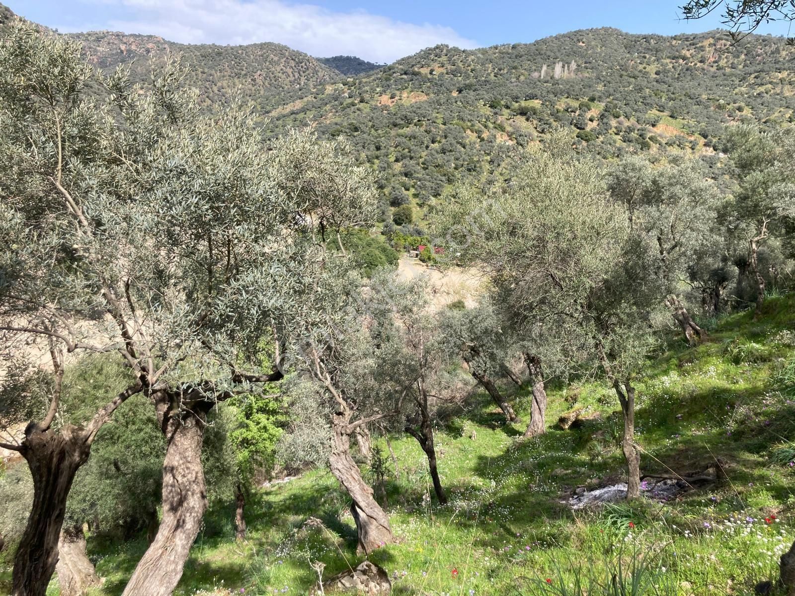 Bu Fırsat Kaçmaz Söke Kaygıllı Köyü Satılık Zeytinlik - Görsel 3