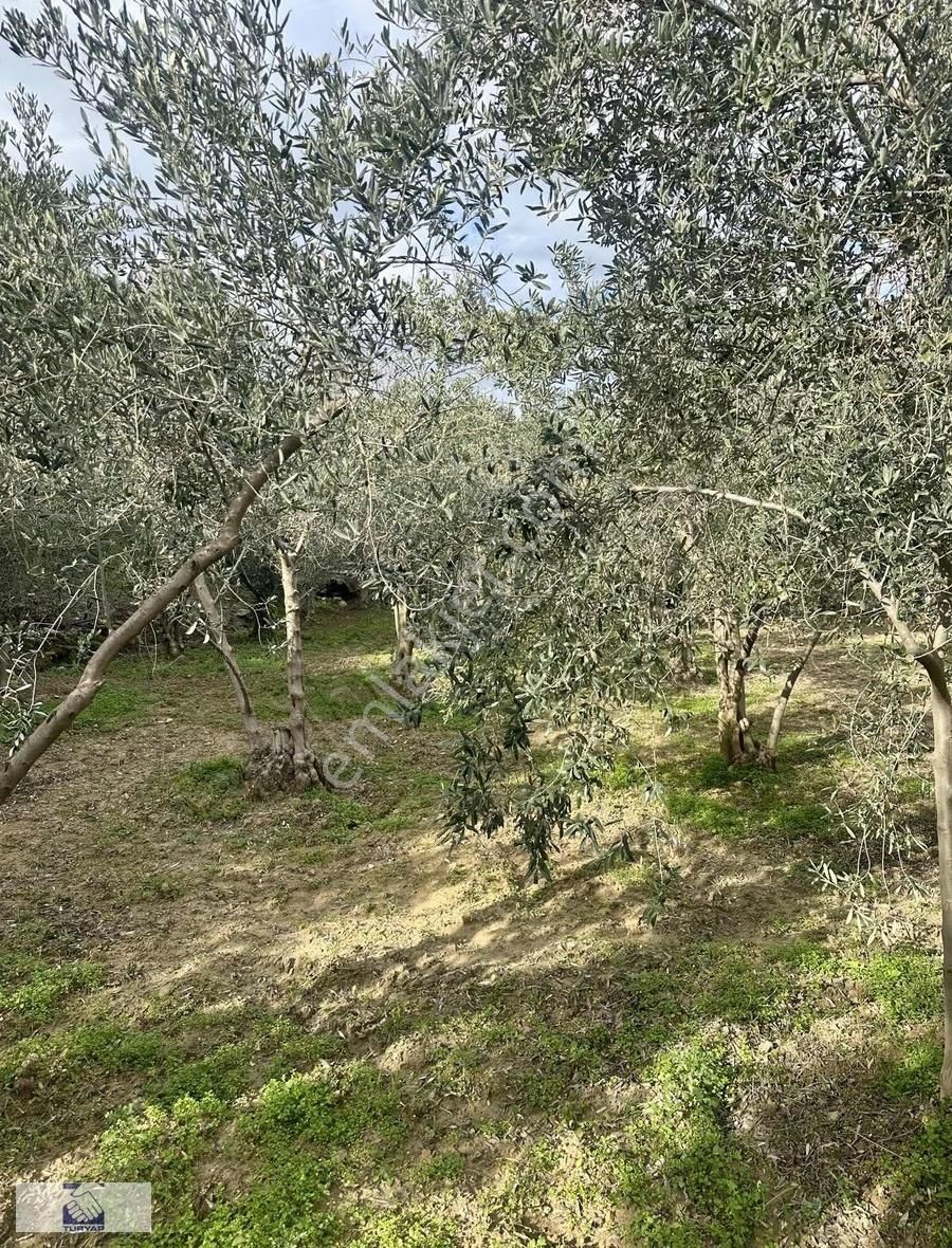 Hacı Ali Köyünde Satılık Bahçe - Görsel 8