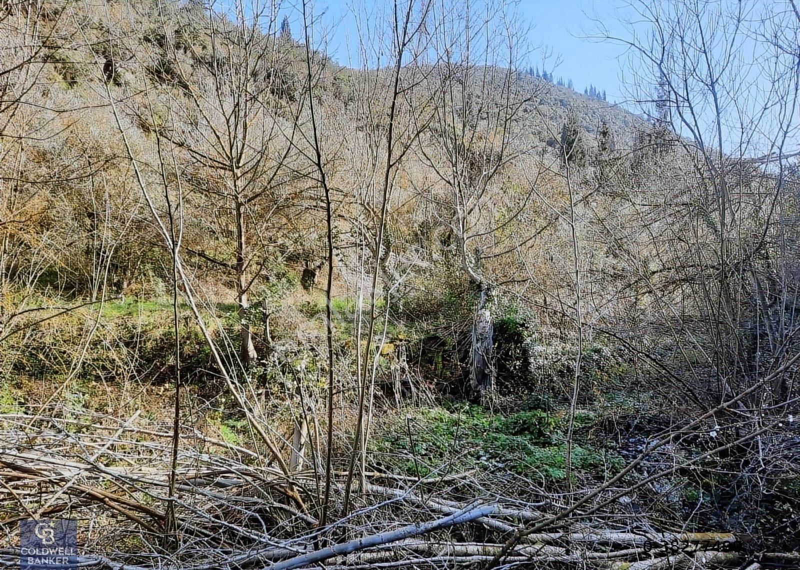 Karamürsel Tepeköy Gökçedere Merkeze Yakın Yatırımlık Zeytinlik - Görsel 7