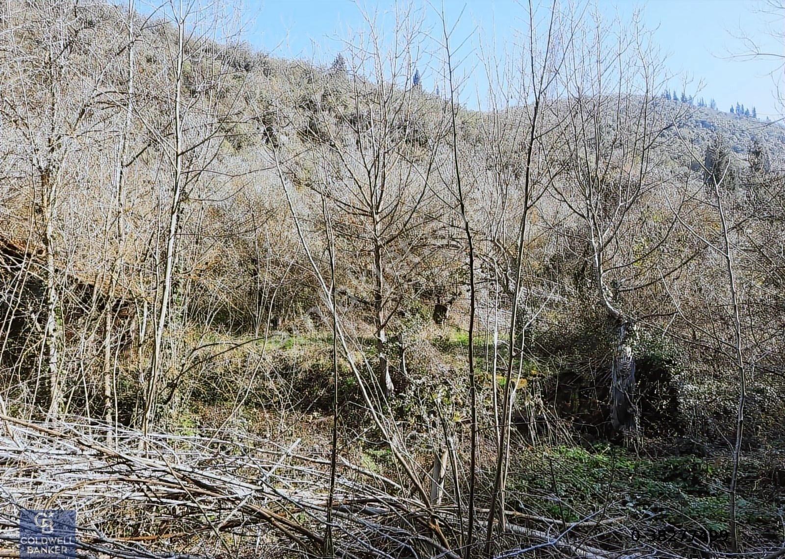 Karamürsel Tepeköy Gökçedere Merkeze Yakın Yatırımlık Zeytinlik - Görsel 3