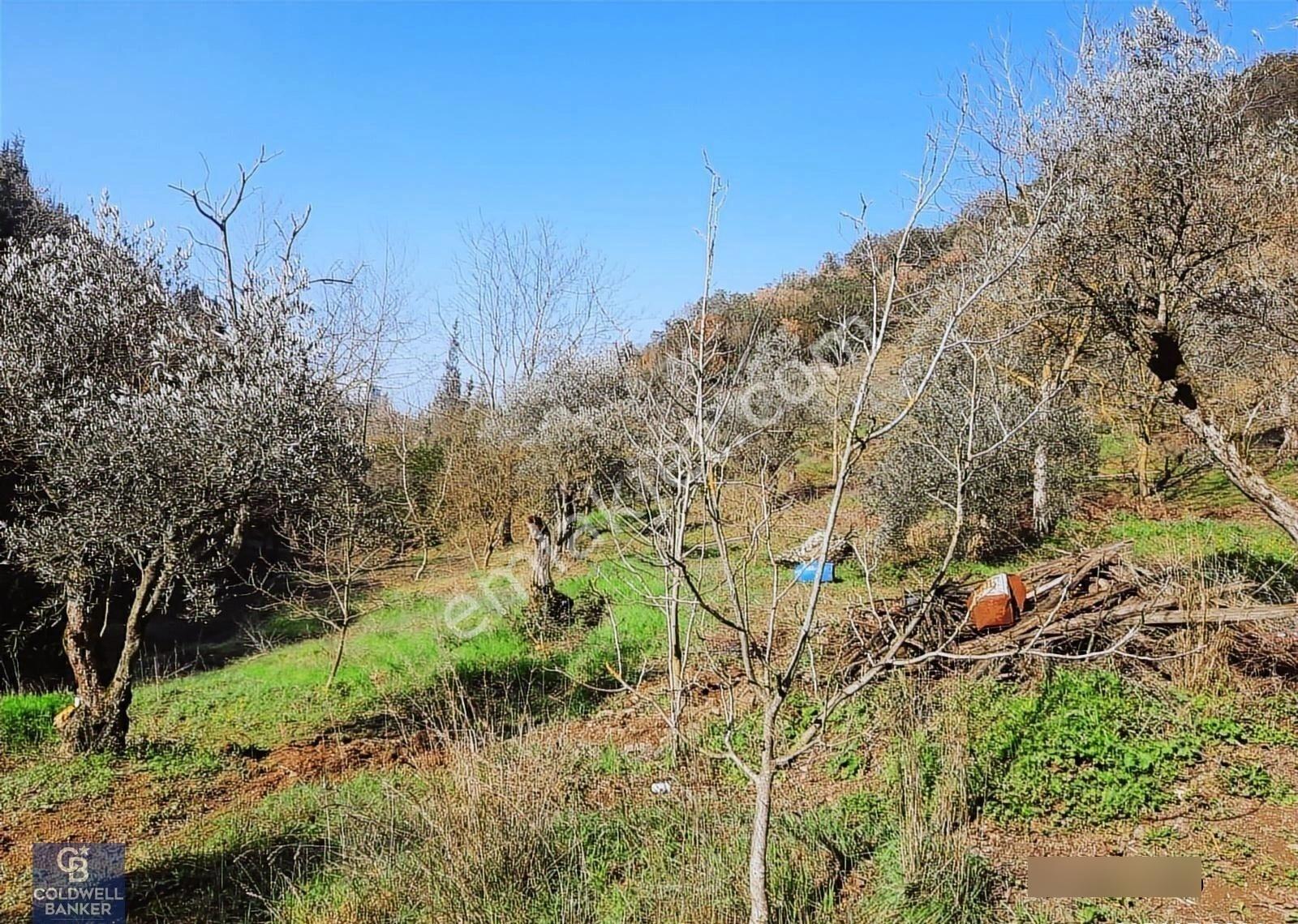 Karamürsel Tepeköy Gökçedere Merkeze Yakın Yatırımlık Zeytinlik - Görsel 11
