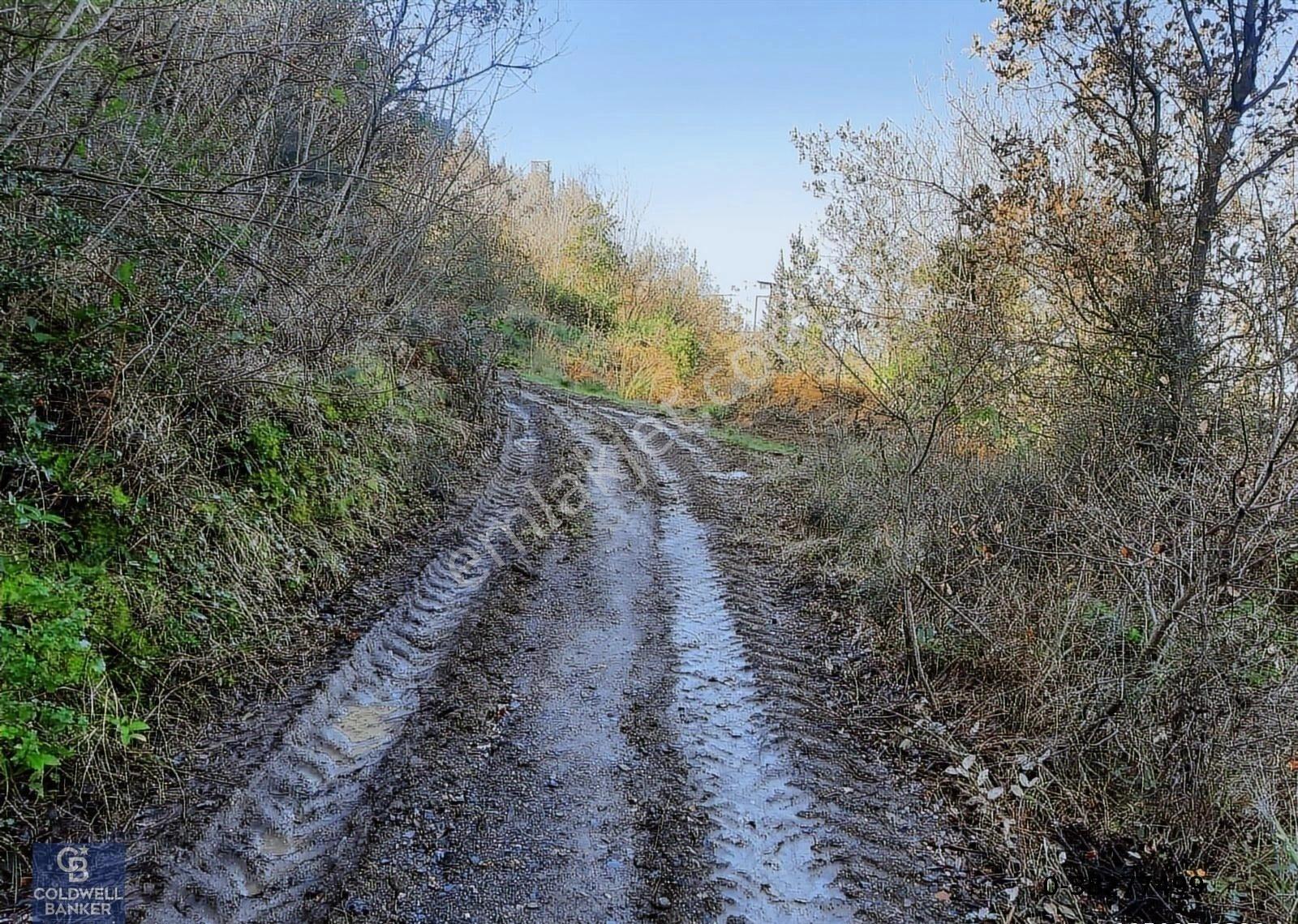 Karamürsel Tepeköy Gökçedere Merkeze Yakın Yatırımlık Zeytinlik - Görsel 2