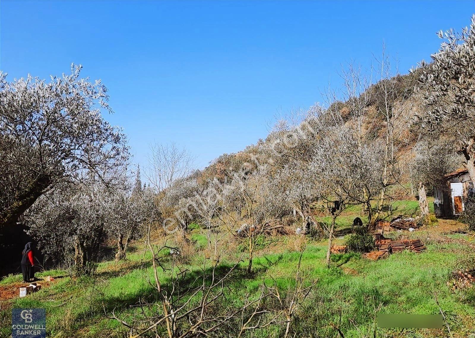 Karamürsel Tepeköy Gökçedere Merkeze Yakın Yatırımlık Zeytinlik - Görsel 9