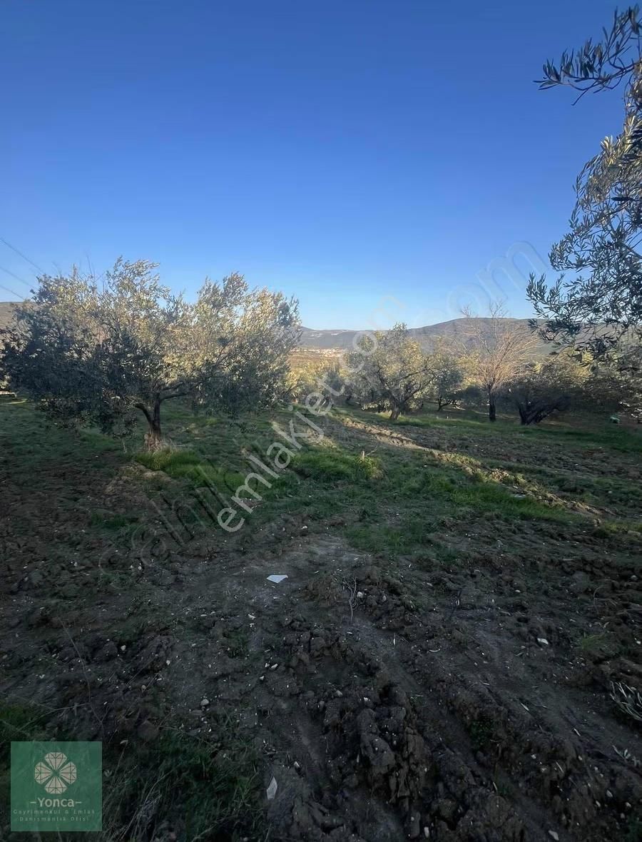 Yonca Soma Gyo 7 Dönüm Satılık Zeytinlik - Görsel 11