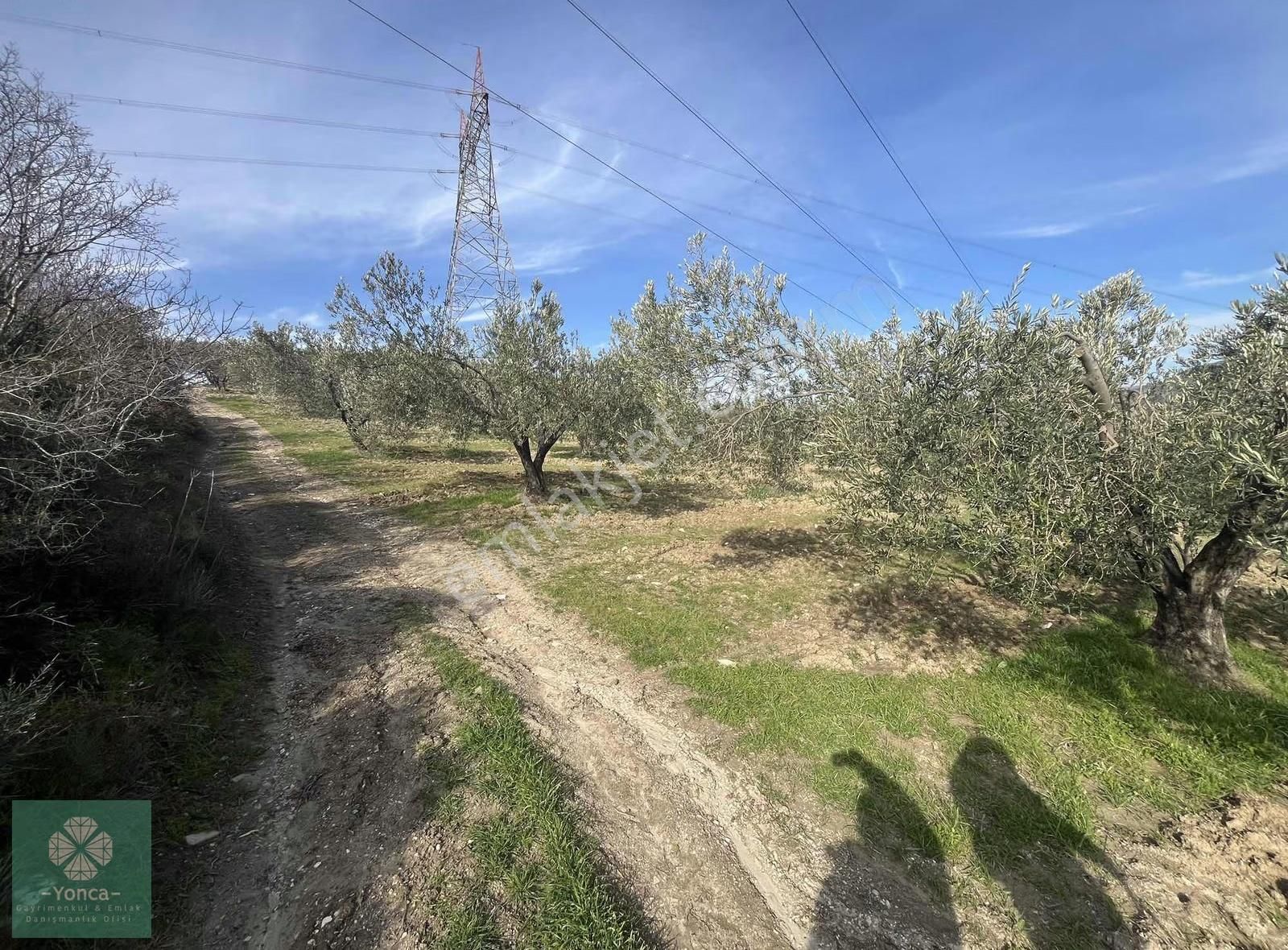 Yonca Soma Gyo 7 Dönüm Satılık Zeytinlik - Görsel 15