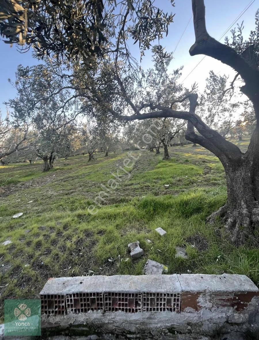 Yonca Soma Gyo 7 Dönüm Satılık Zeytinlik - Görsel 3