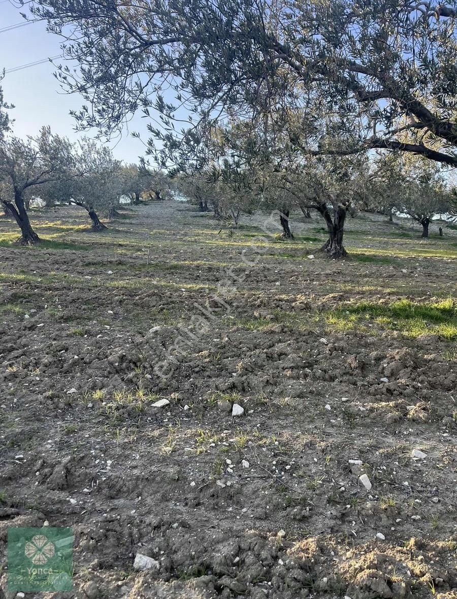 Yonca Soma Gyo 7 Dönüm Satılık Zeytinlik - Görsel 18