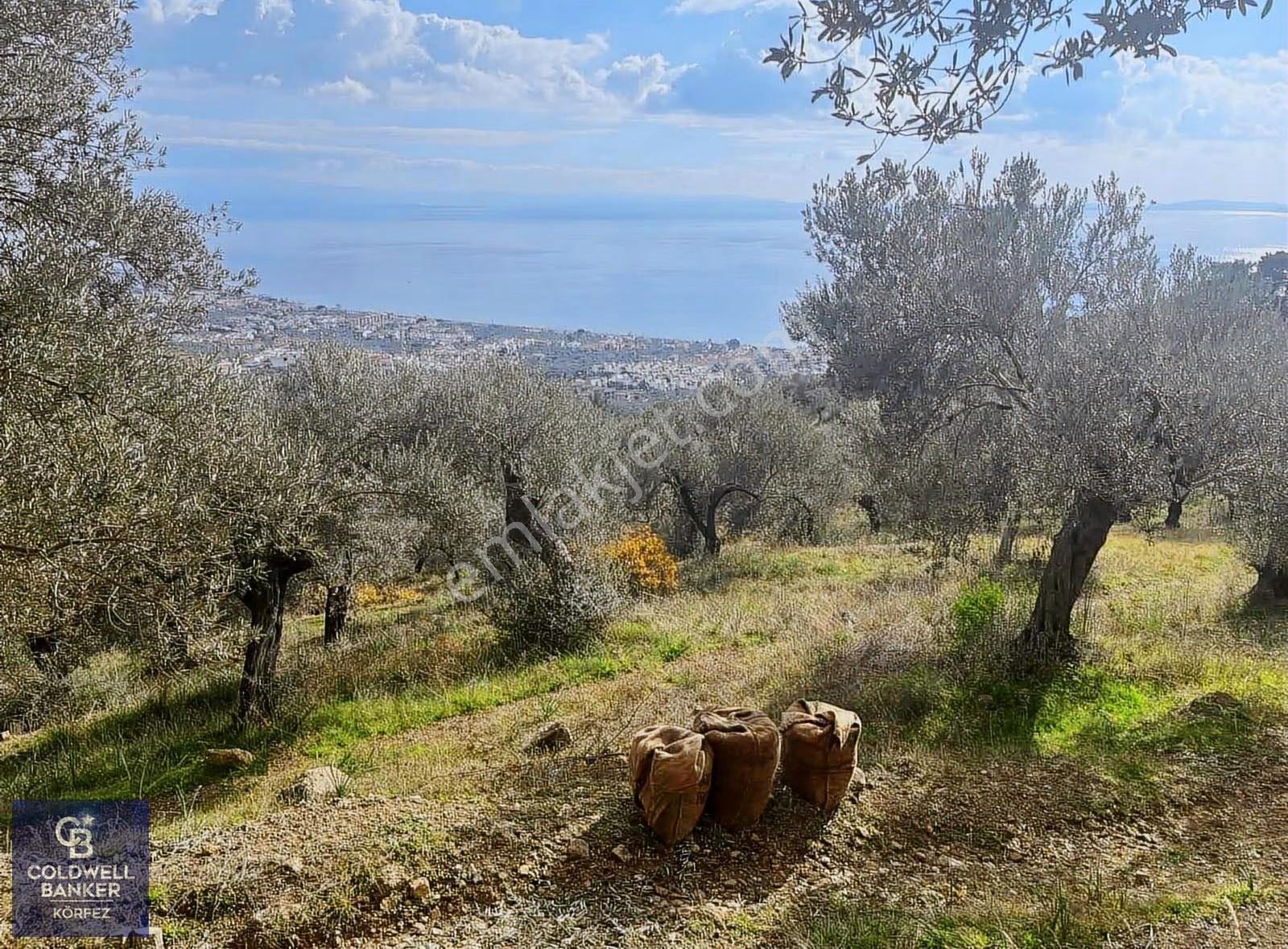 Çanakkale Ayvacık Adatepe Tek Parça Verimli Zeytinlik - Görsel 7