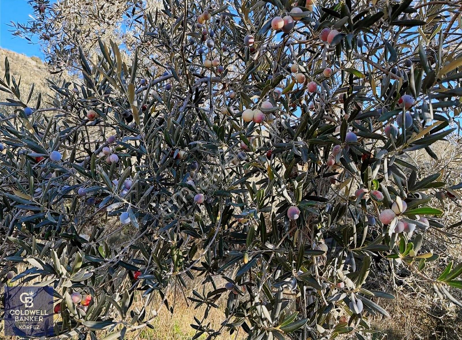 Çanakkale Ayvacık Adatepe Tek Parça Verimli Zeytinlik - Görsel 2