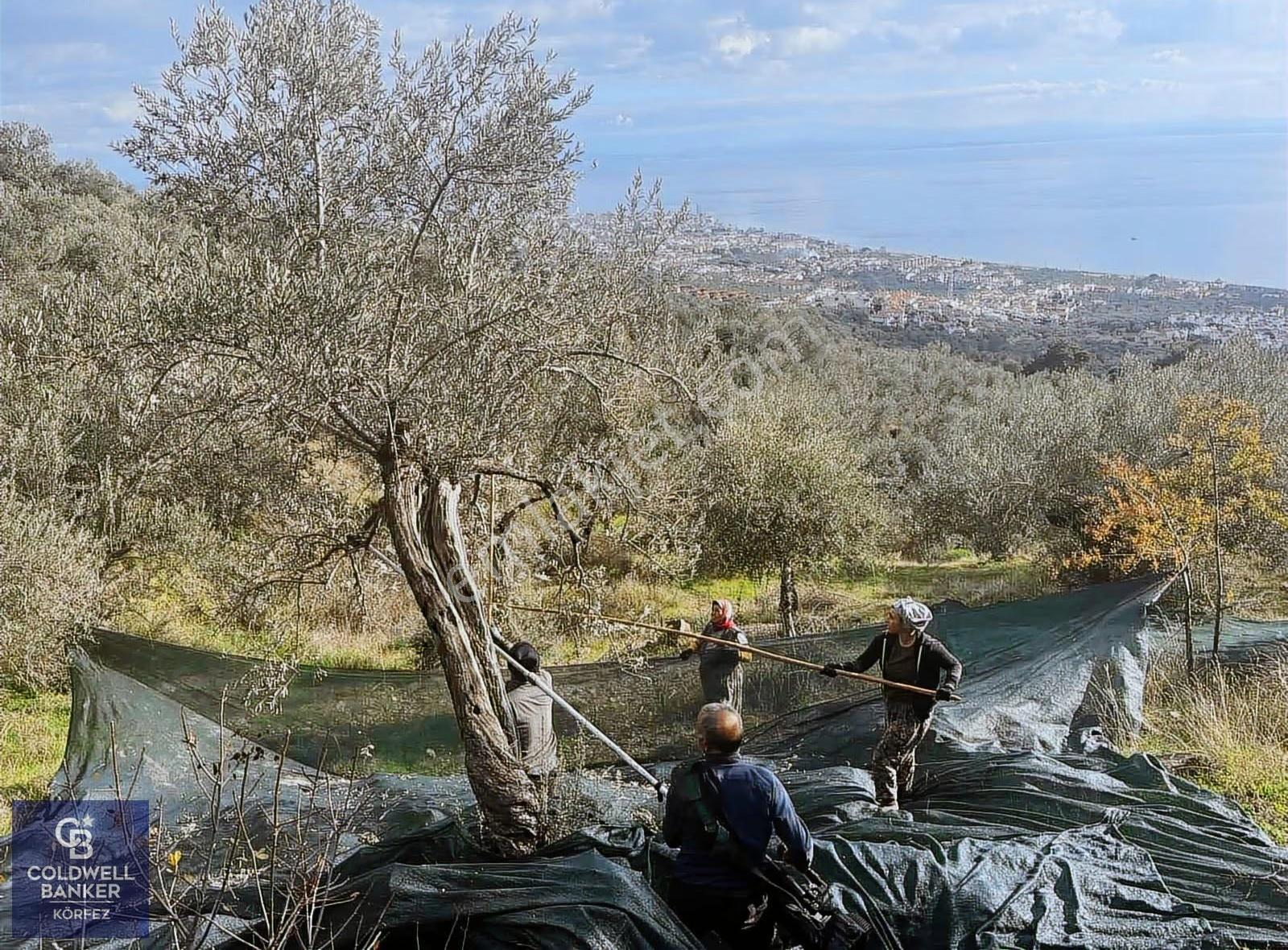 Çanakkale Ayvacık Adatepe Tek Parça Verimli Zeytinlik - Görsel 15