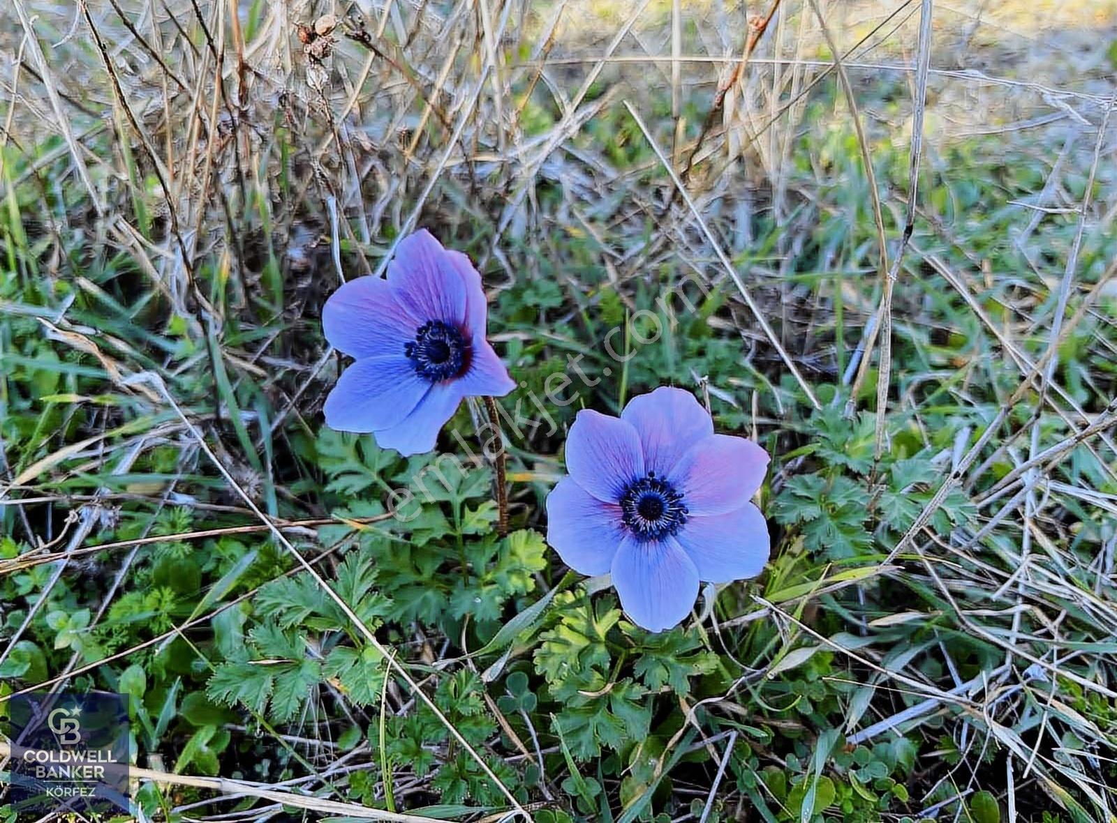 Çanakkale Ayvacık Adatepe Tek Parça Verimli Zeytinlik - Görsel 9