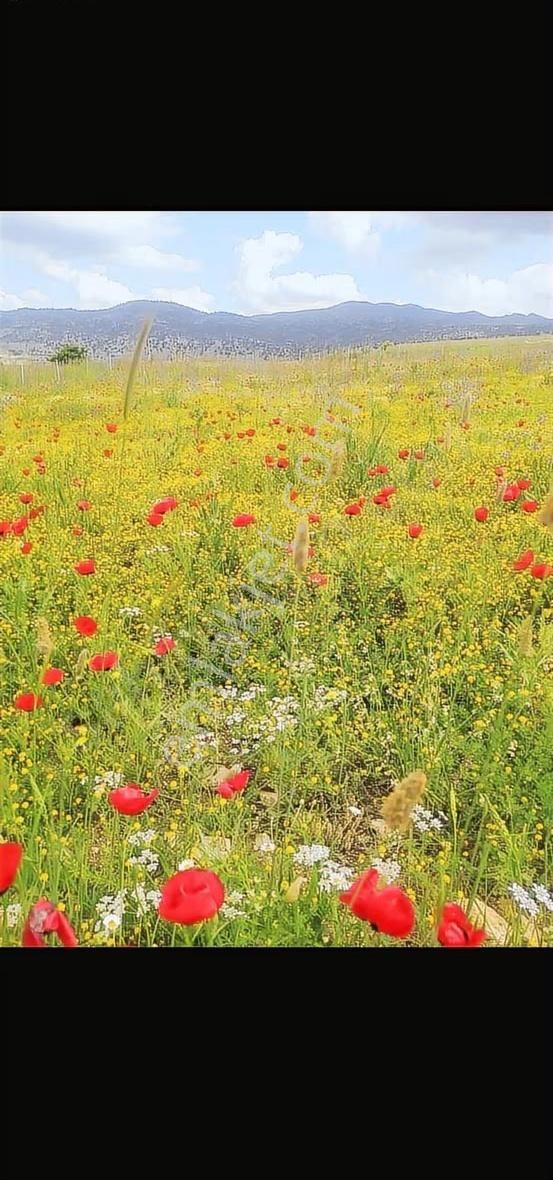 Korkuteli Sülekler 2747 M2 Tarla