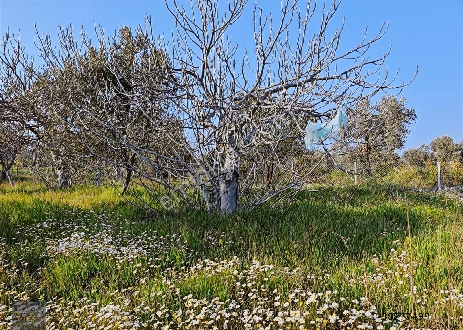 Torbalı Karakuyu'da 388m2 Hisseli Şehre 10dk Elk+su+tel - Görsel 12