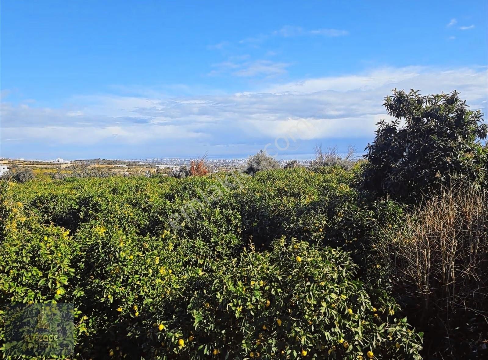 Mersin Erdemli Parsel Mevkisi Satılık 5.300 M2 Limon Bahçesi