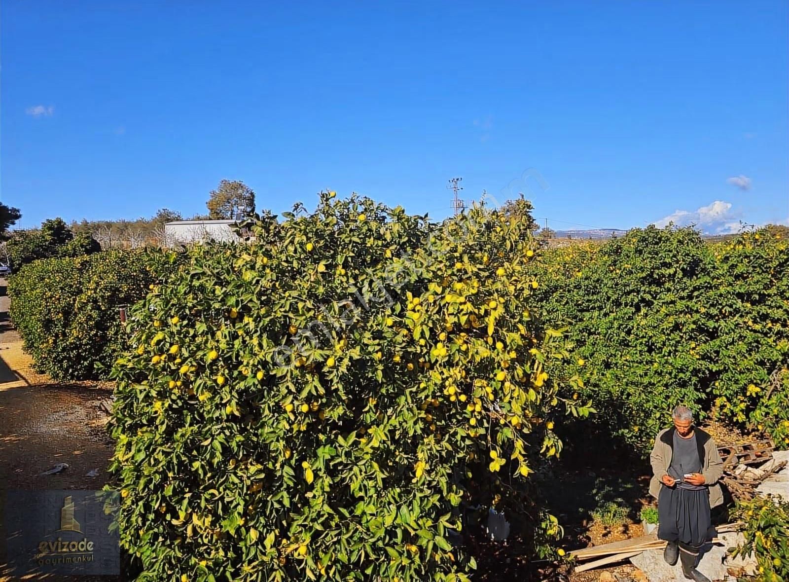 Mersin Erdemli Parsel Mevkisi Satılık 5.300 M2 Limon Bahçesi - Görsel 10