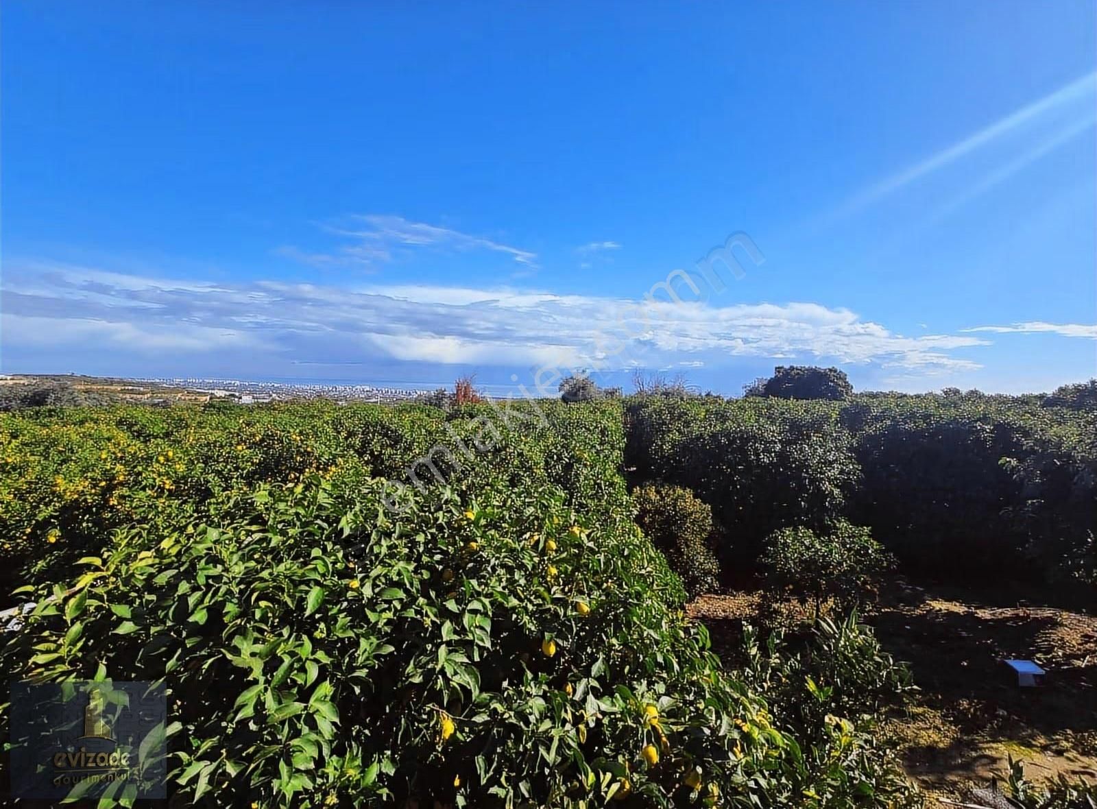 Mersin Erdemli Parsel Mevkisi Satılık 5.300 M2 Limon Bahçesi - Görsel 12