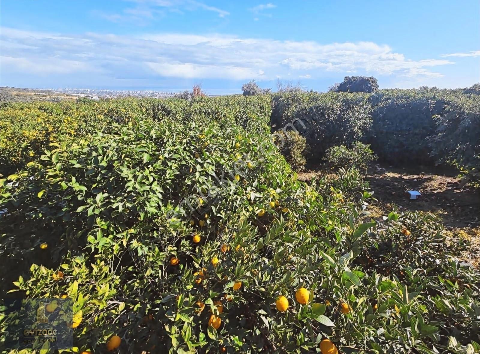 Mersin Erdemli Parsel Mevkisi Satılık 5.300 M2 Limon Bahçesi - Görsel 27