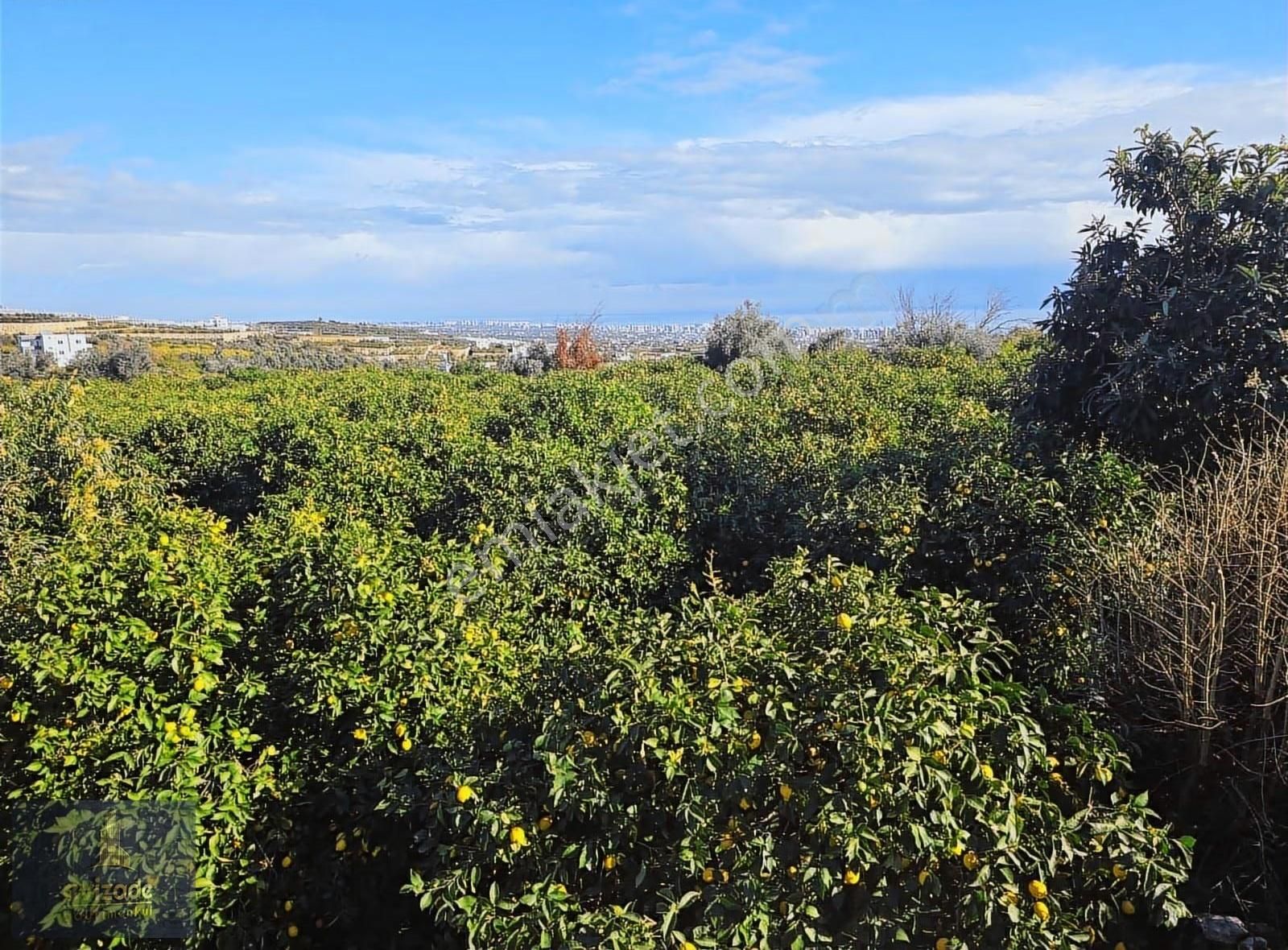 Mersin Erdemli Parsel Mevkisi Satılık 5.300 M2 Limon Bahçesi - Görsel 29