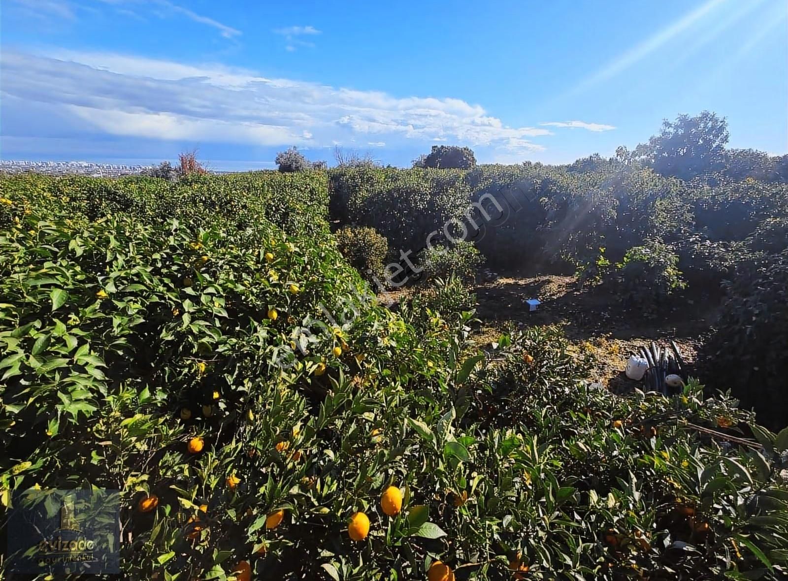 Mersin Erdemli Parsel Mevkisi Satılık 5.300 M2 Limon Bahçesi - Görsel 4