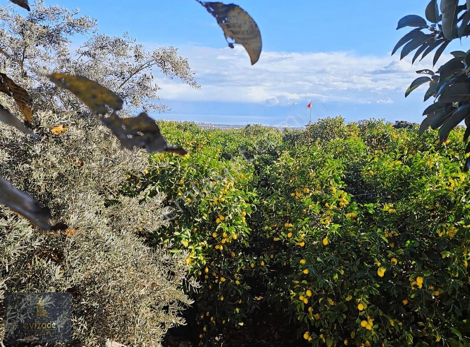 Mersin Erdemli Parsel Mevkisi Satılık 5.300 M2 Limon Bahçesi - Görsel 24