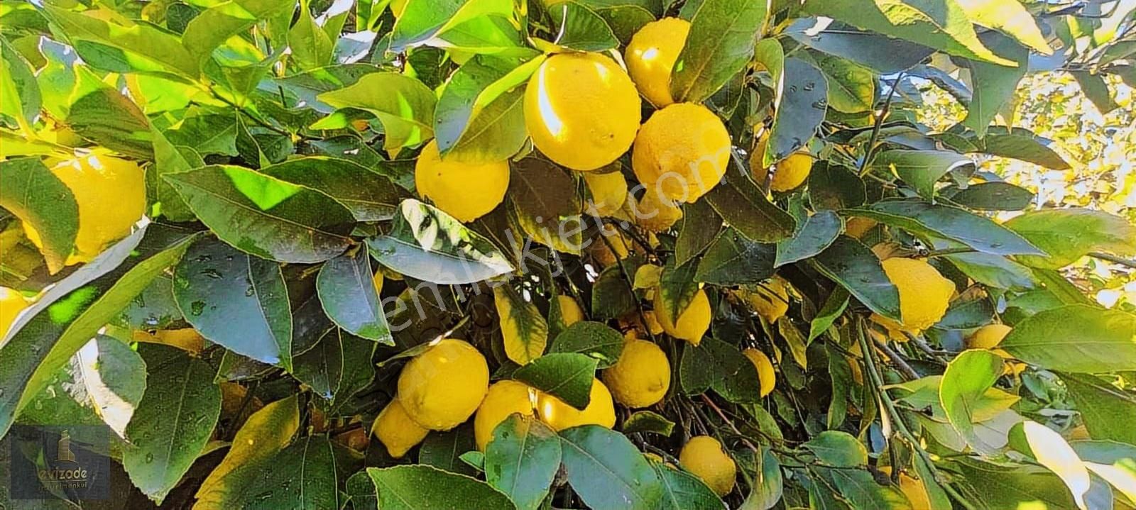 Mersin Erdemli Parsel Mevkisi Satılık 5.300 M2 Limon Bahçesi - Görsel 15