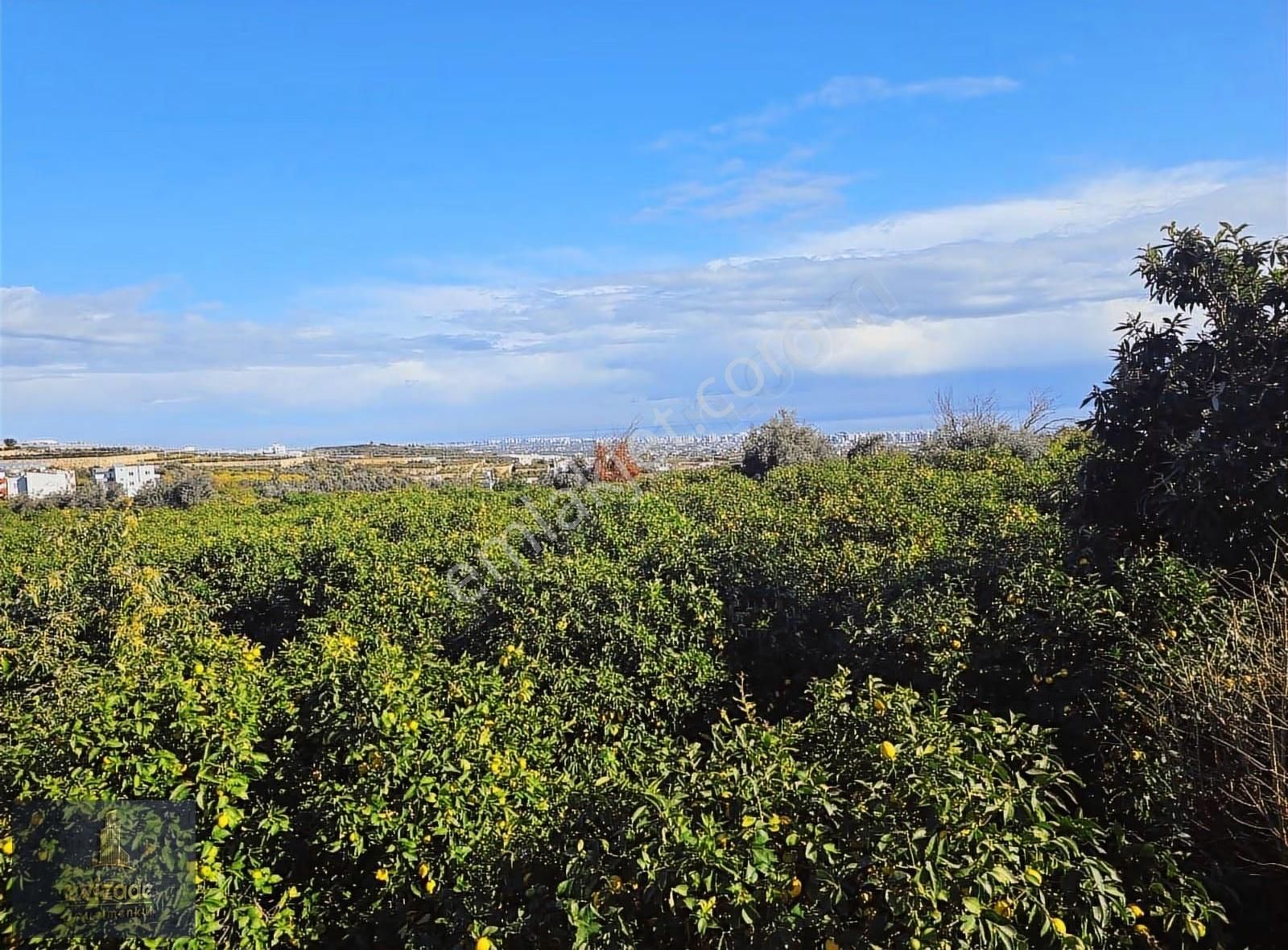 Mersin Erdemli Parsel Mevkisi Satılık 5.300 M2 Limon Bahçesi - Görsel 9