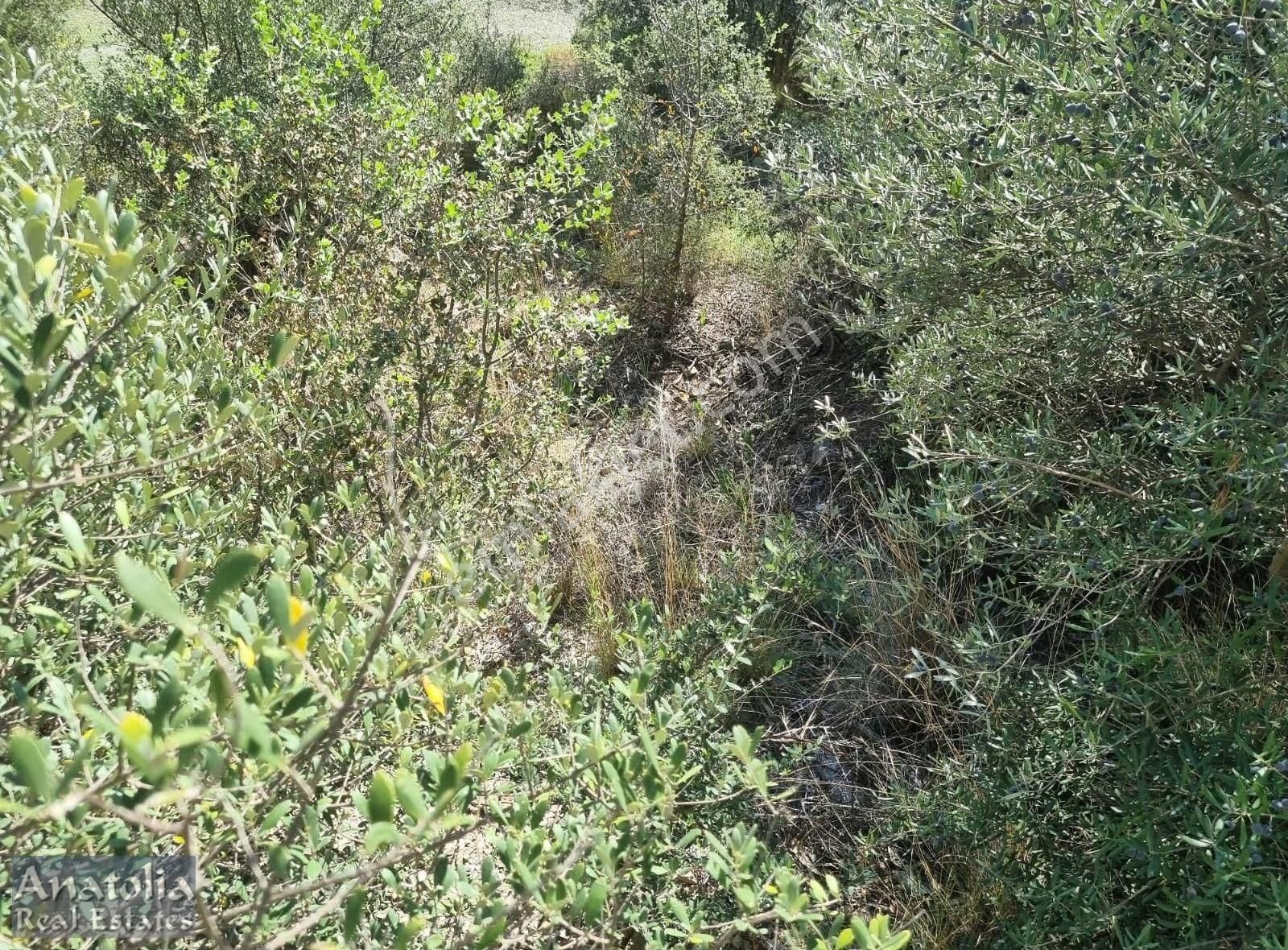 Sarıgerme De İmarlı Satılık Arsa - Görsel 5