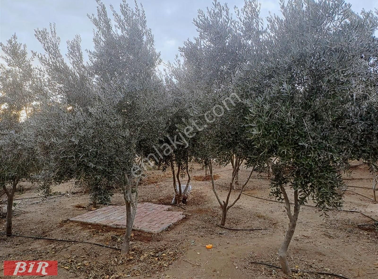 Satlık Arsa Tarla Müstakil Ev Mandırlar Aksu Antalya - Görsel 15