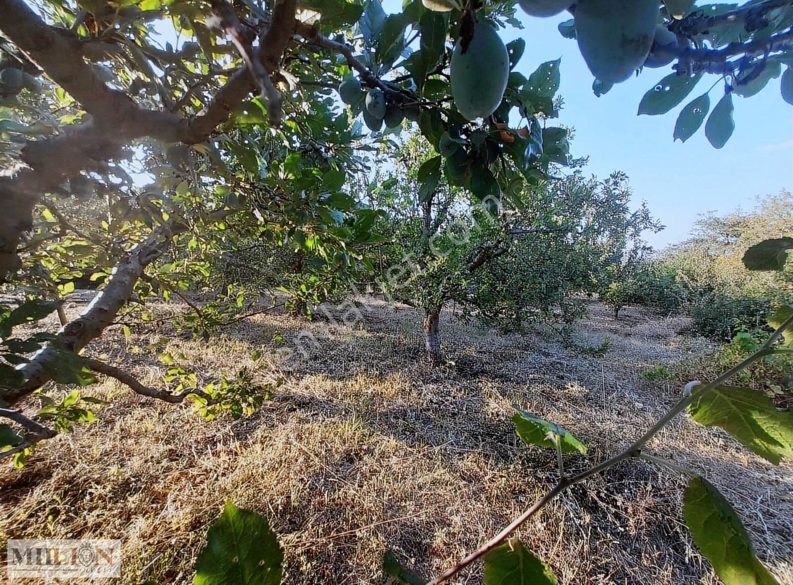 Konyaaltı Doyranda Satılık 5460m2 Tek Tapu Ev Ve Bahçe - Görsel 15