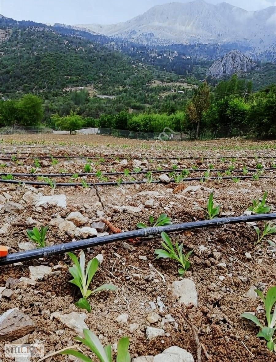 Konyaaltı Doyranda Satılık 5460m2 Tek Tapu Ev Ve Bahçe - Görsel 6