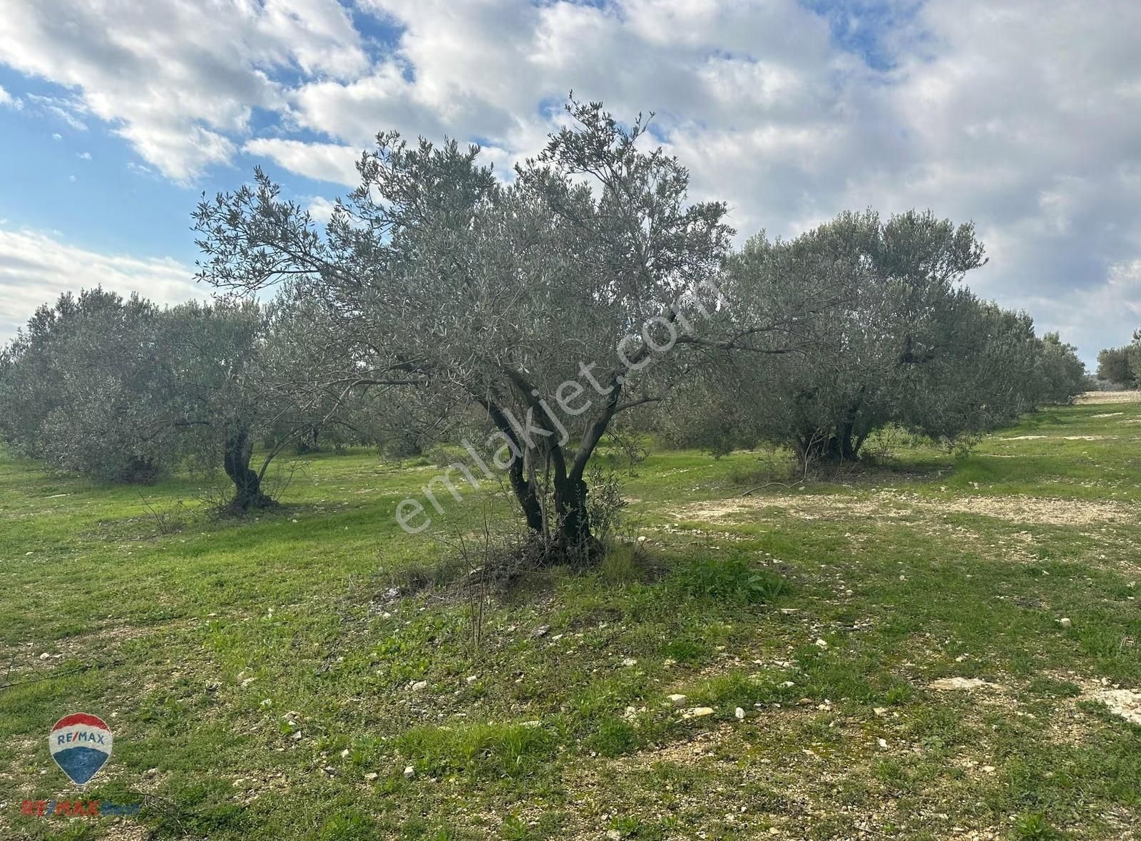 128 Foça Gerenköyde Yatırıma Uygun, Verımlı Zeytınlık - Görsel 3