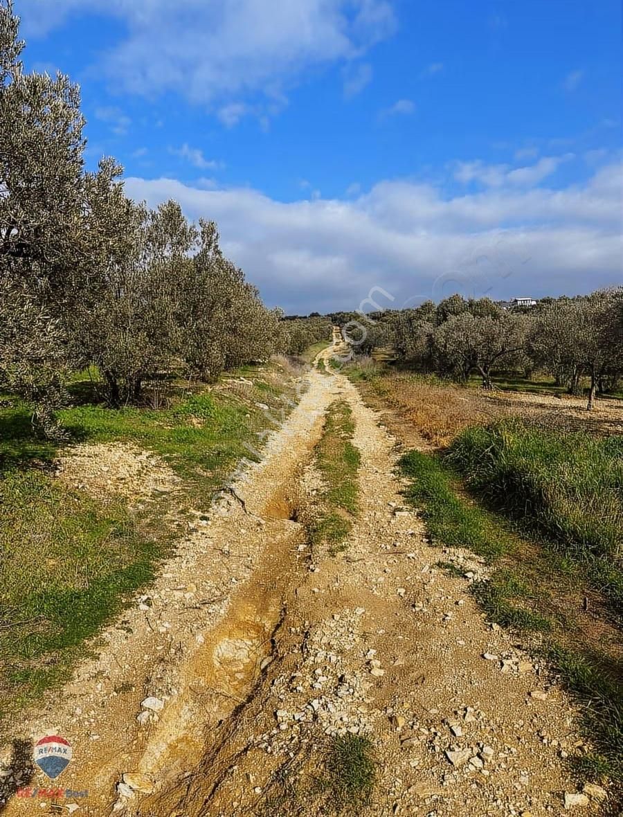 128 Foça Gerenköyde Yatırıma Uygun, Verımlı Zeytınlık - Görsel 2