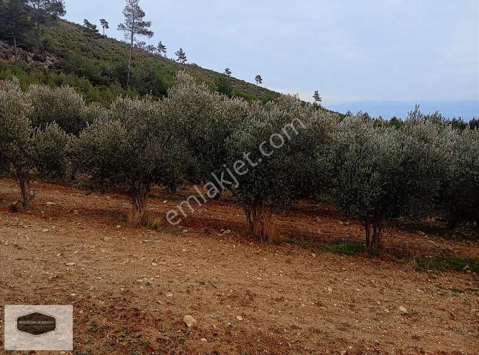 S. Uzunçınar Da Orman İçinde Muhteşem Zeytin Bahçesi