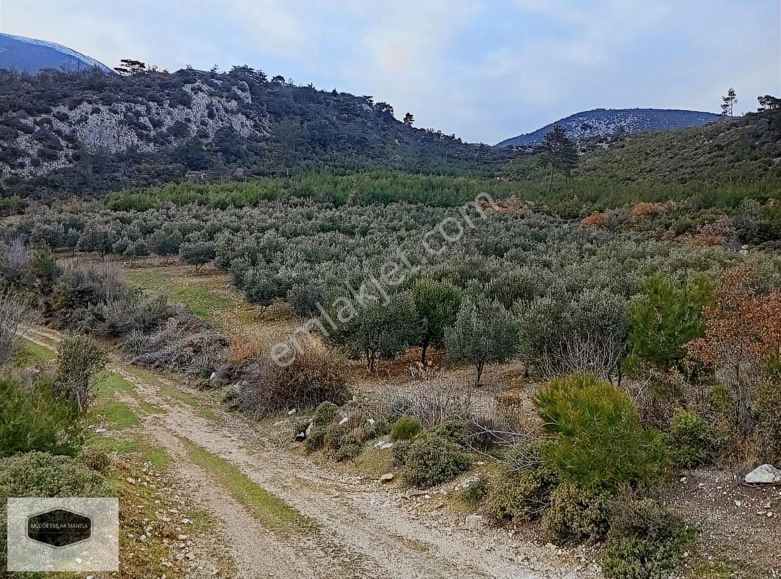 S. Uzunçınar Da Orman İçinde Muhteşem Zeytin Bahçesi - Görsel 4