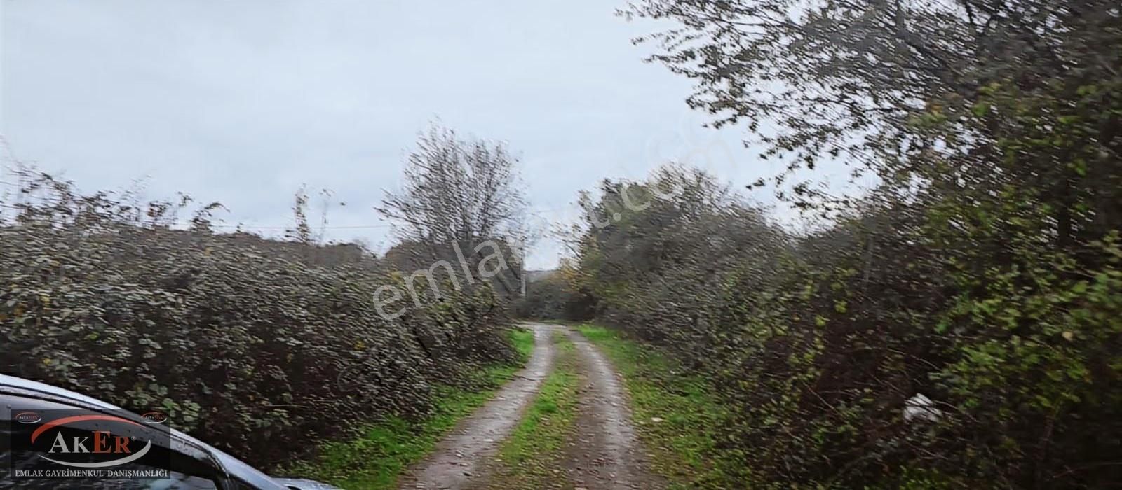 5.255 Metrekare Müstakil Tapu Yol Su Elektrik Önünde Ful Fındık - Görsel 3