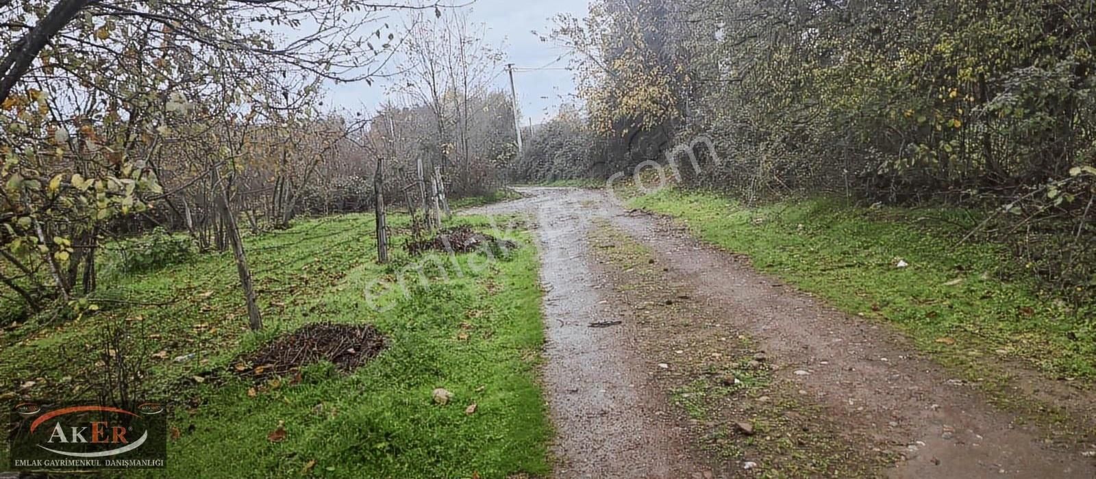 5.255 Metrekare Müstakil Tapu Yol Su Elektrik Önünde Ful Fındık
