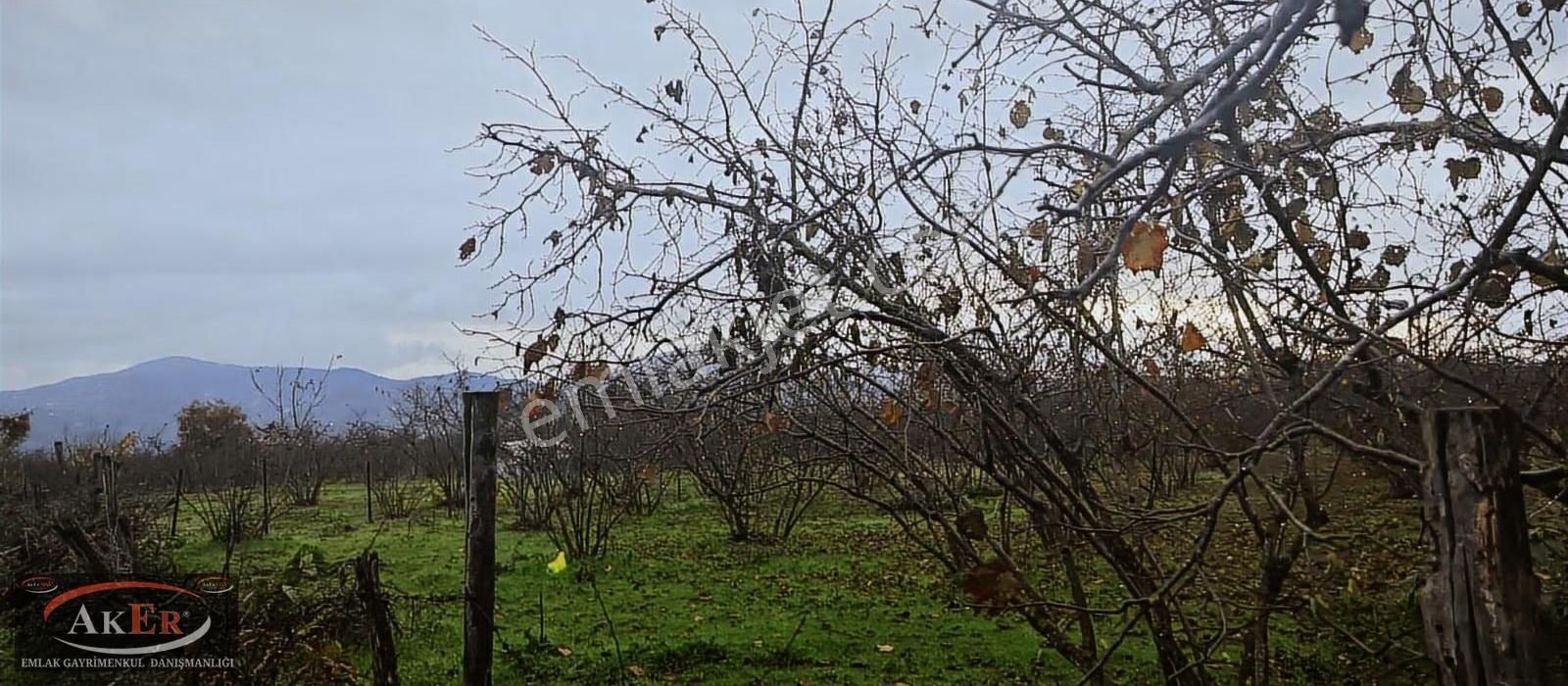5.255 Metrekare Müstakil Tapu Yol Su Elektrik Önünde Ful Fındık - Görsel 6