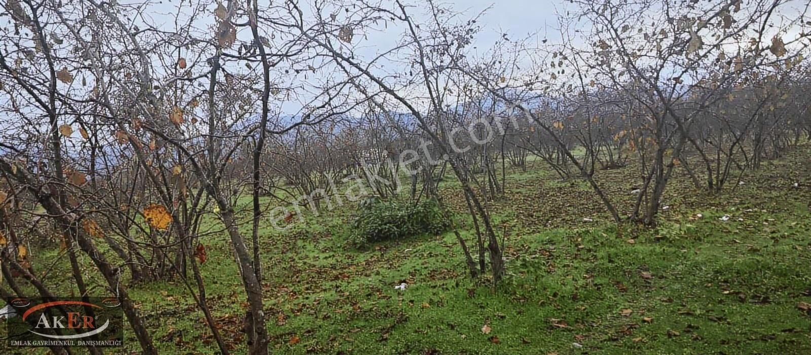 5.255 Metrekare Müstakil Tapu Yol Su Elektrik Önünde Ful Fındık - Görsel 11