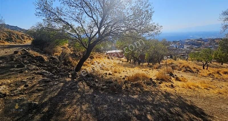 Sancak'tan Burhaniye Dutluca Da Deniz Manzaralı Satılık Bahçe - Görsel 3