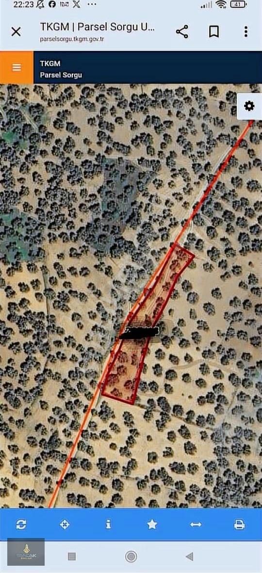 Sancak'tan Gömeçte Hacıoğlu Köyünde Satılık Fırsat Zeytinlik