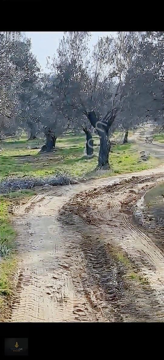 Sancak'tan Gömeçte Hacıoğlu Köyünde Satılık Fırsat Zeytinlik - Görsel 5