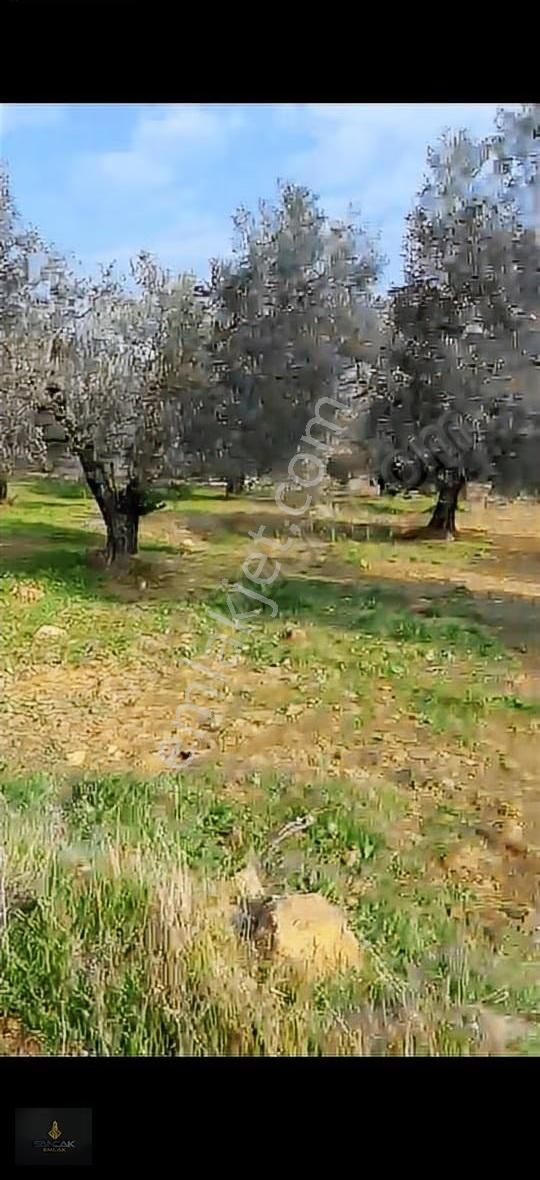 Sancak'tan Gömeçte Hacıoğlu Köyünde Satılık Fırsat Zeytinlik - Görsel 2