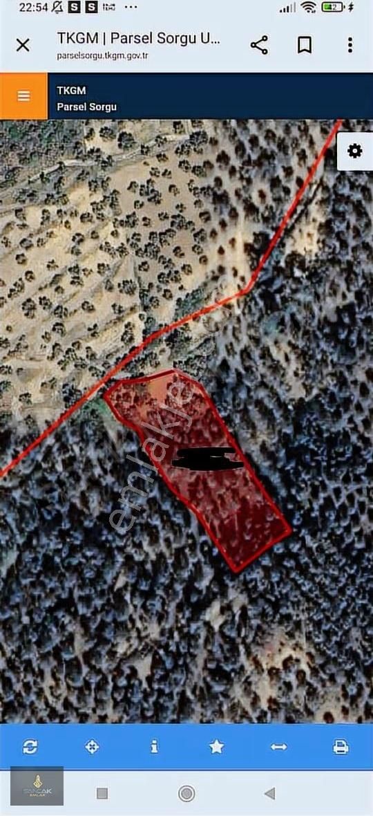 Sancak'tan Gömeç Hacıoğlu Köyünde Firsat Satilik Zeytinlik - Görsel 2