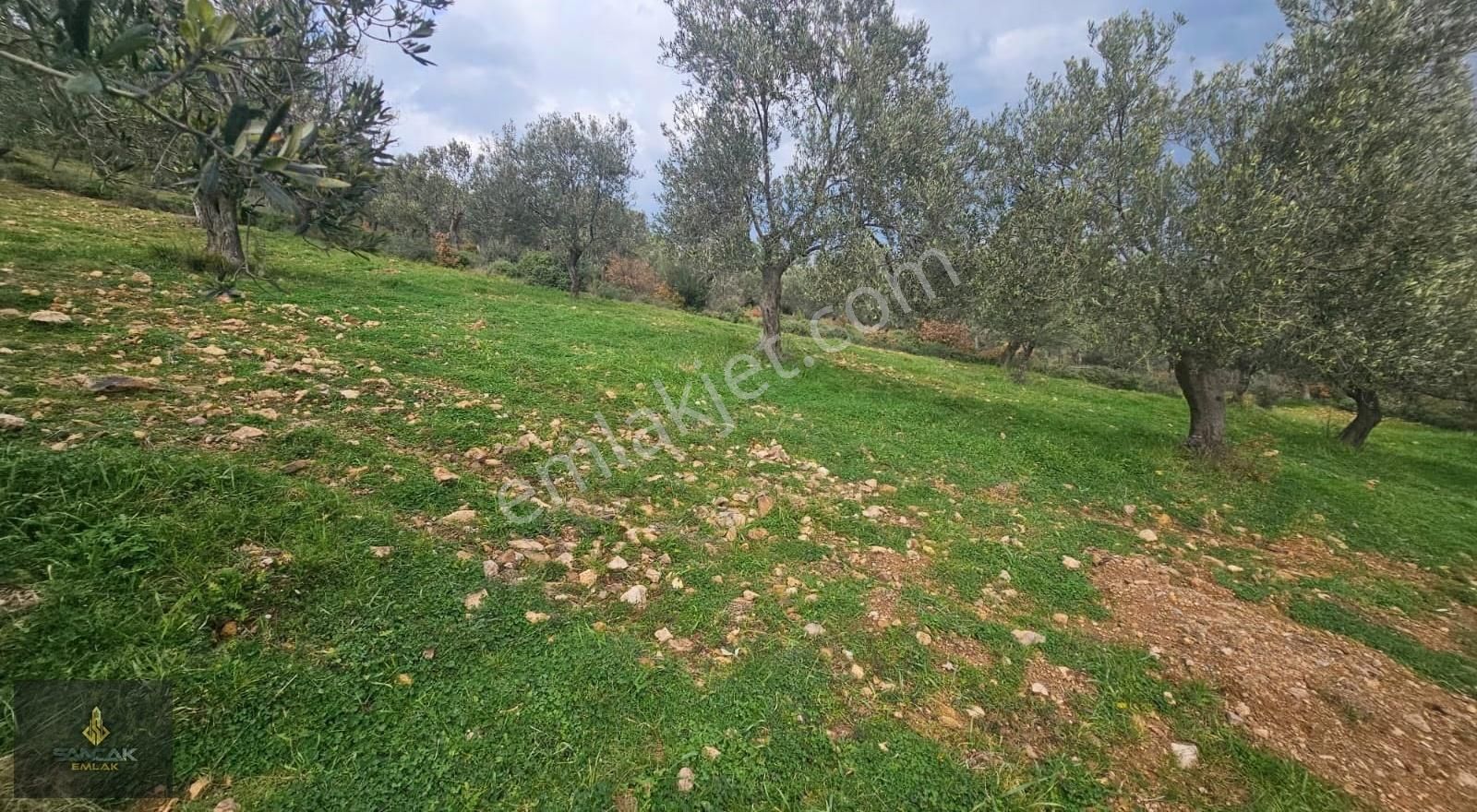 Sancak'tan Pelitköy'de 30 Dönüm Satılık Zeytinlik - Görsel 6