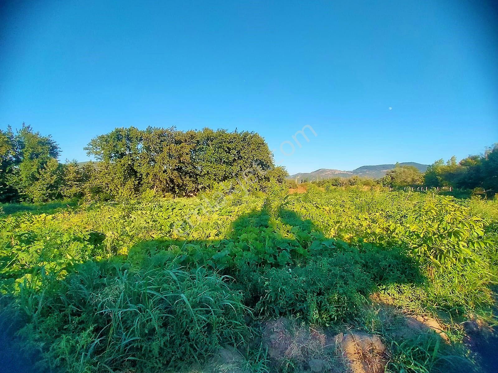 🟥tek Yetkili Aktiften 6800 M2 Kadastrol Yolu Olan Satılık Bahçe - Görsel 33