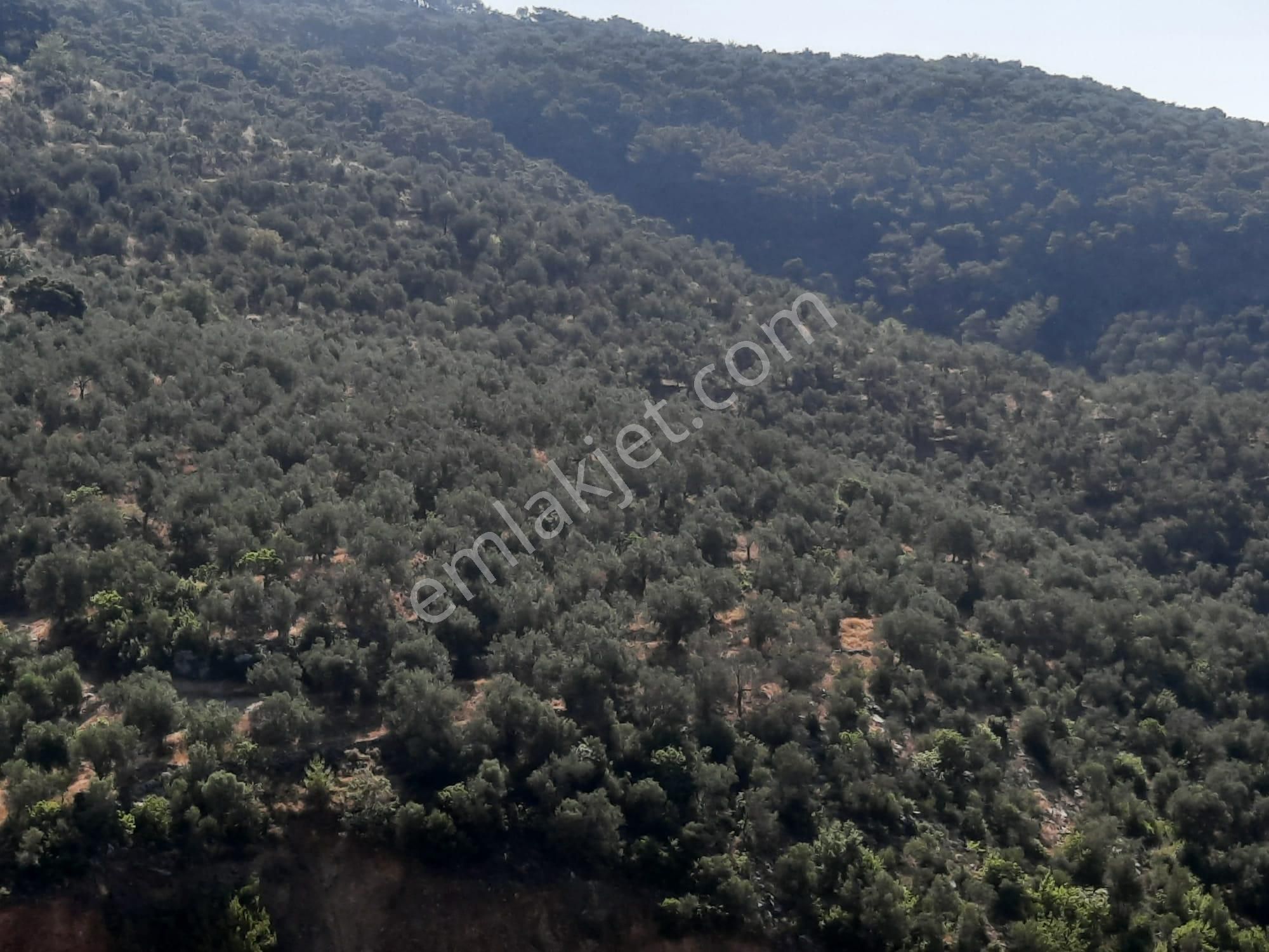 Balıkesir Edremit Altınoluk "da Satılık Deniz Manzaralı 178.008m2 Harika Zeytinlik - Görsel 15