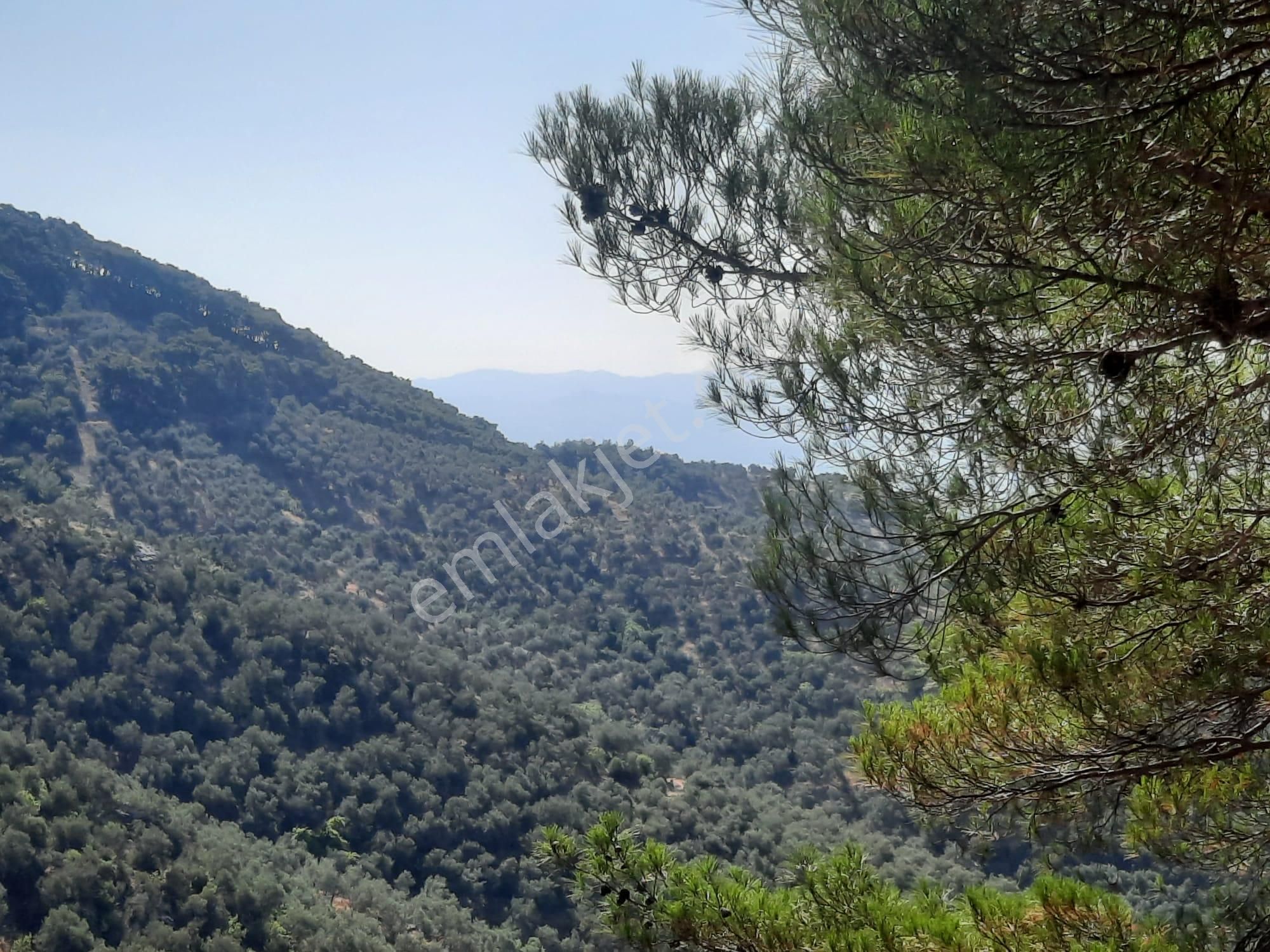 Balıkesir Edremit Altınoluk "da Satılık Deniz Manzaralı 178.008m2 Harika Zeytinlik - Görsel 14