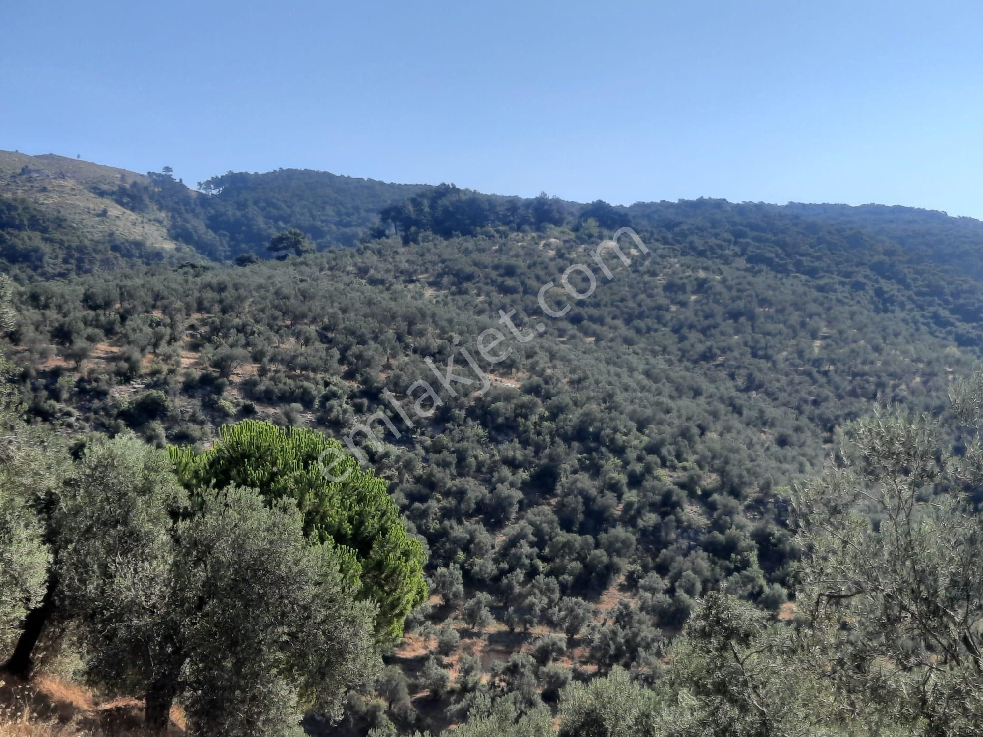Balıkesir Edremit Altınoluk "da Satılık Deniz Manzaralı 178.008m2 Harika Zeytinlik - Görsel 9