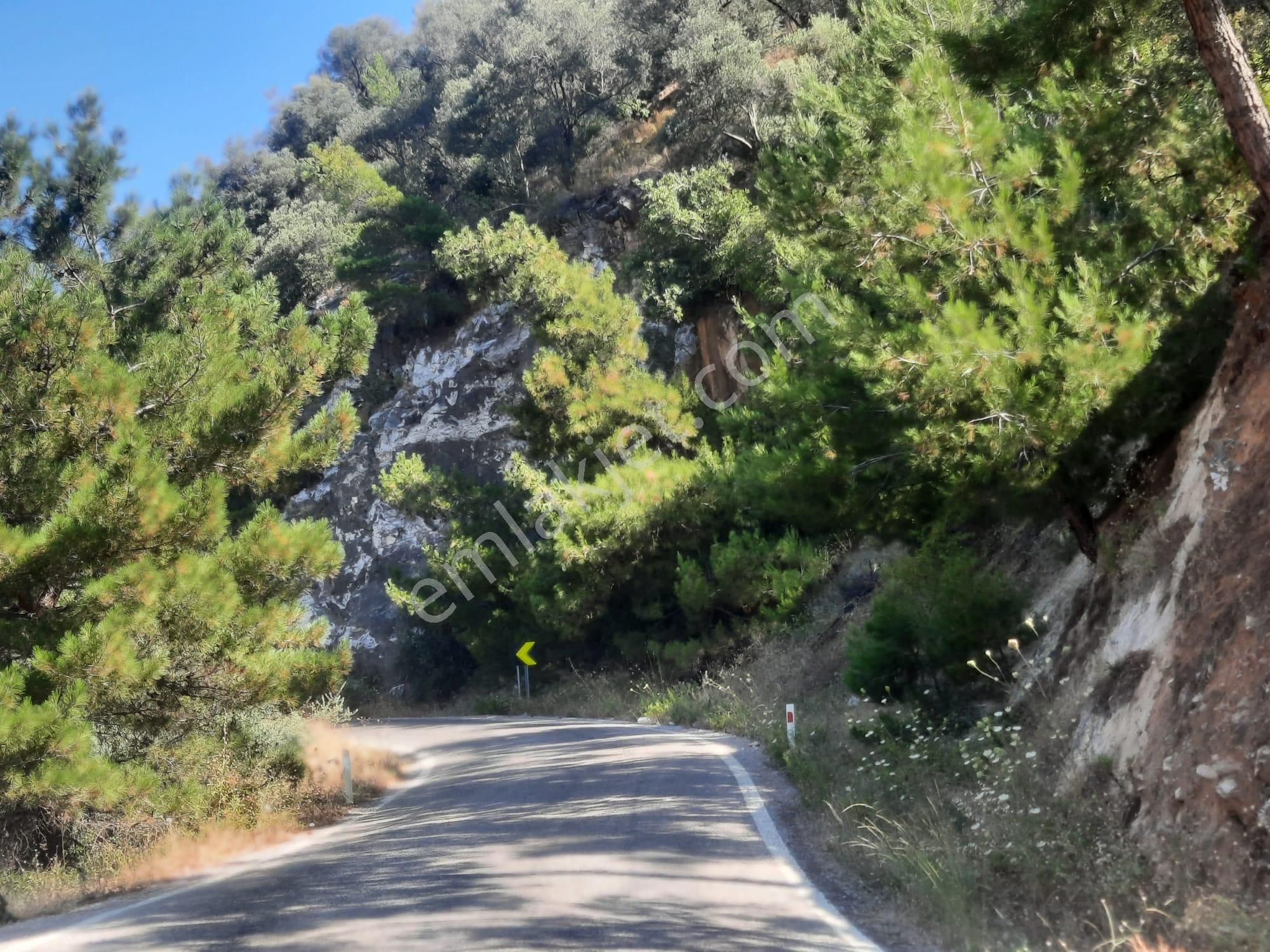 Balıkesir Edremit Altınoluk "da Satılık Deniz Manzaralı 178.008m2 Harika Zeytinlik - Görsel 16